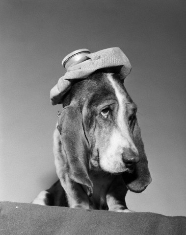 1960s basset hound with ice bag pack on top of his head sick hang over headache Espaço Kaizen